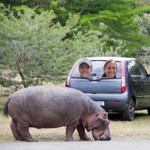 Hippo Sighting!