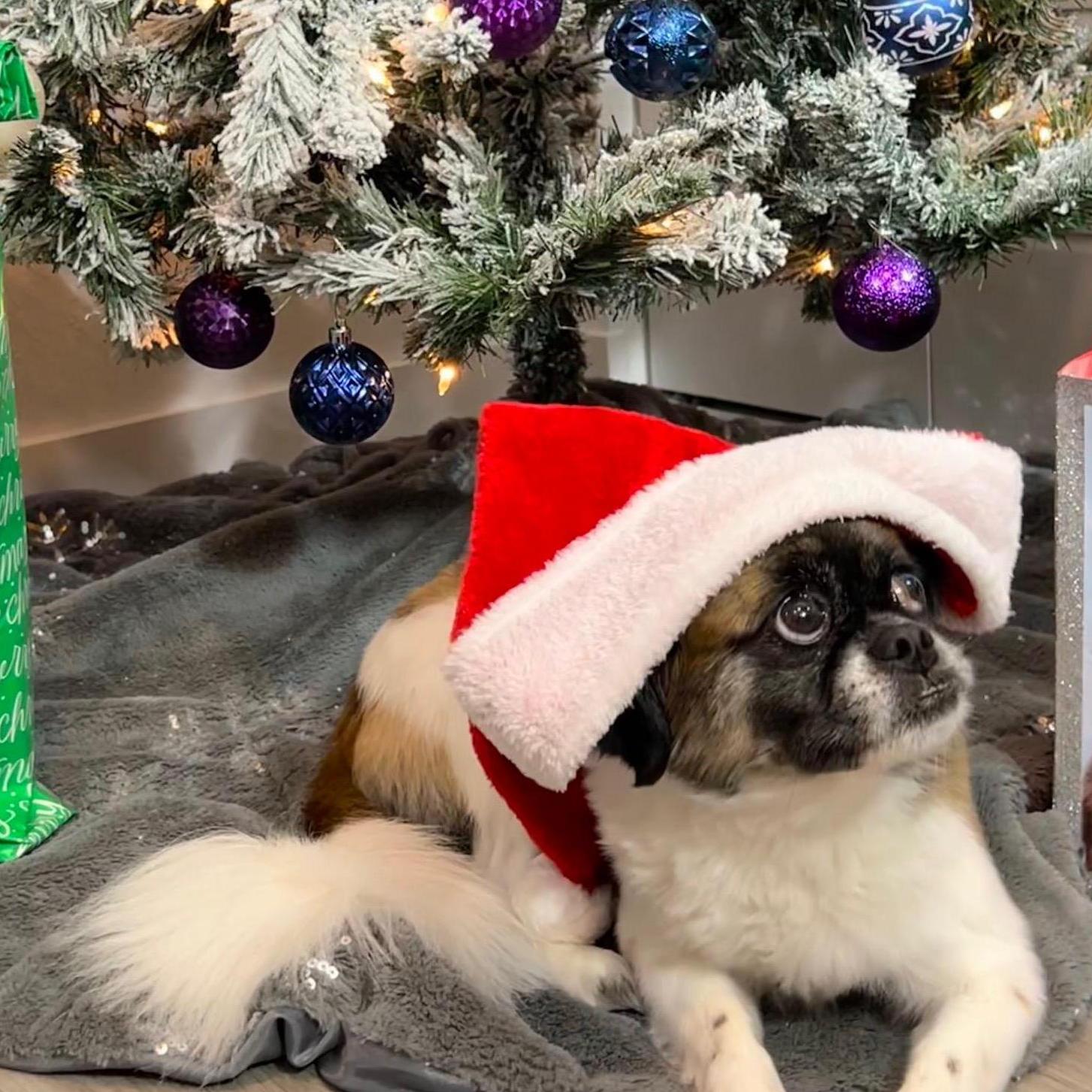 The one with Santa's little helper