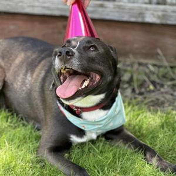 Donate to Humane Society of Silicon Valley