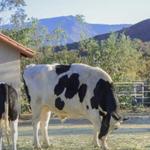 Farm Sanctuary