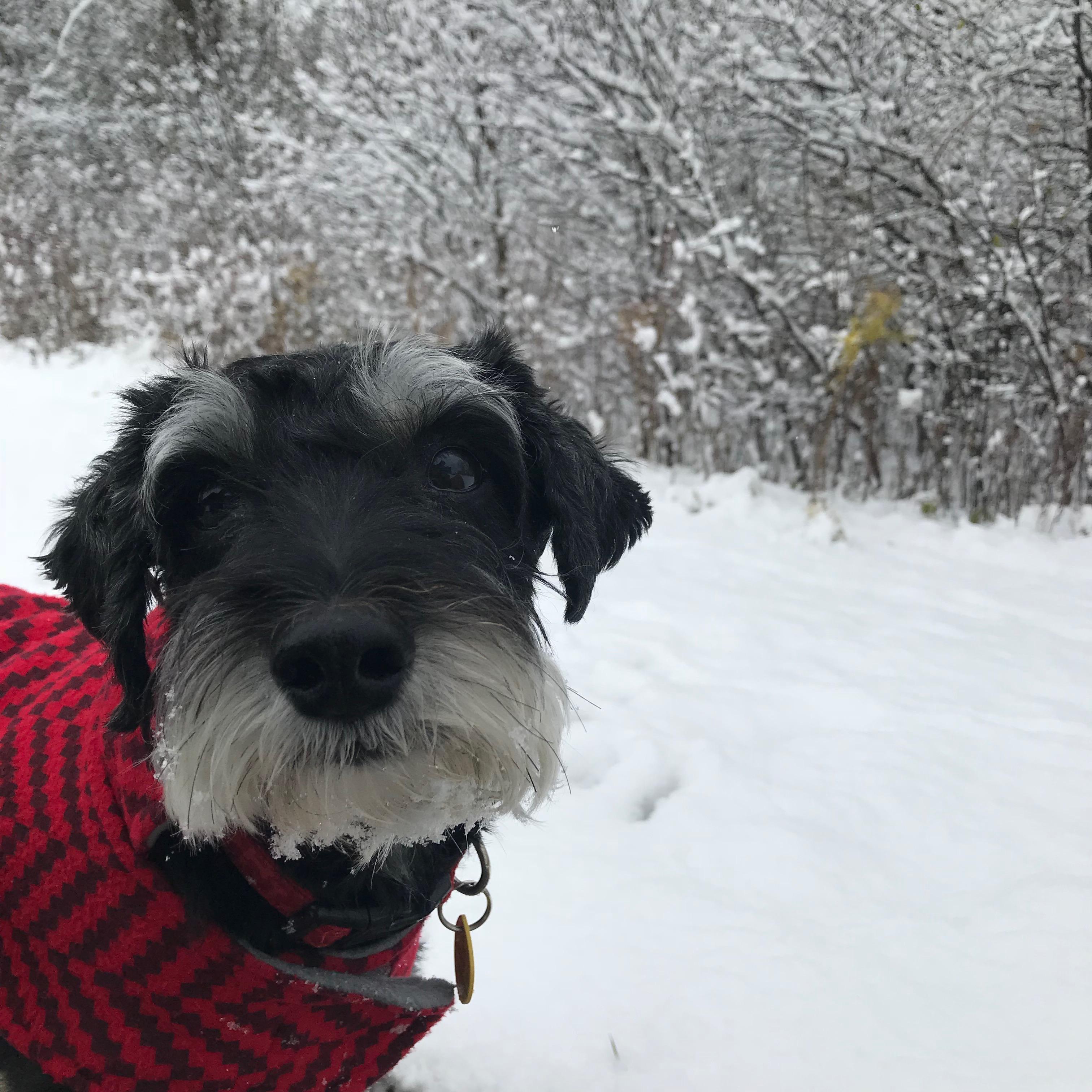 Mouka Moo just taking a 'lil winter walk in his favorite sweater.