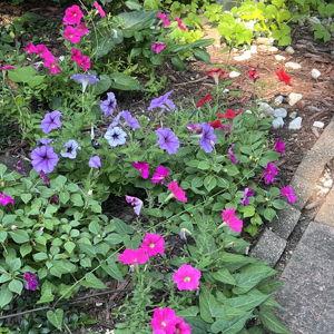 Plants & flowers for our back patio