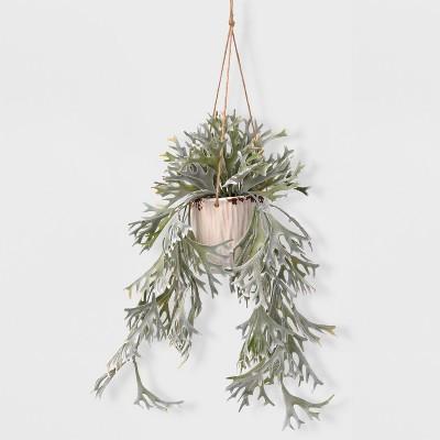 27" Staghorn in Hanging Pot - Lloyd & Hannah