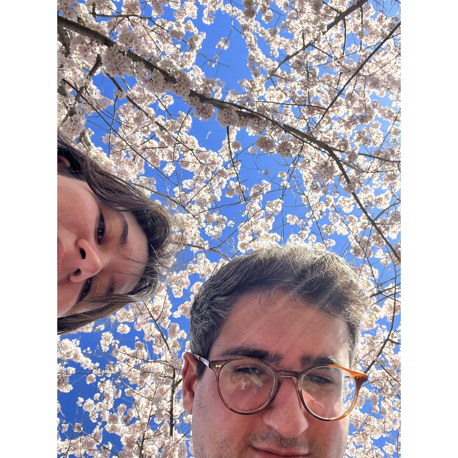Cherry blossoms, 2023