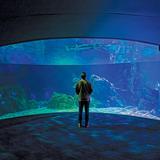 Georgia Aquarium