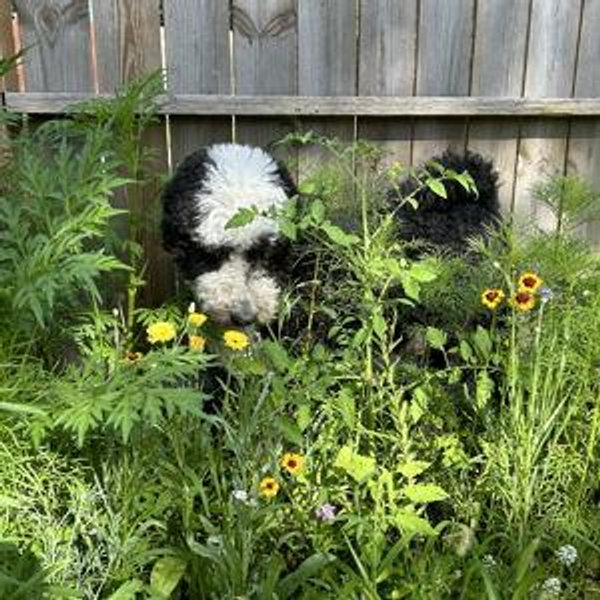 Landscaping/ Outdoor Entertainment