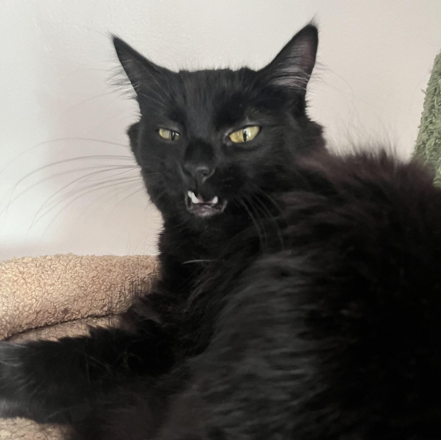 Don't wake Cricket up from a nap!!