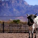 New Mexico Farm & Ranch Heritage Museum