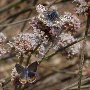 California Buckwheat (4)