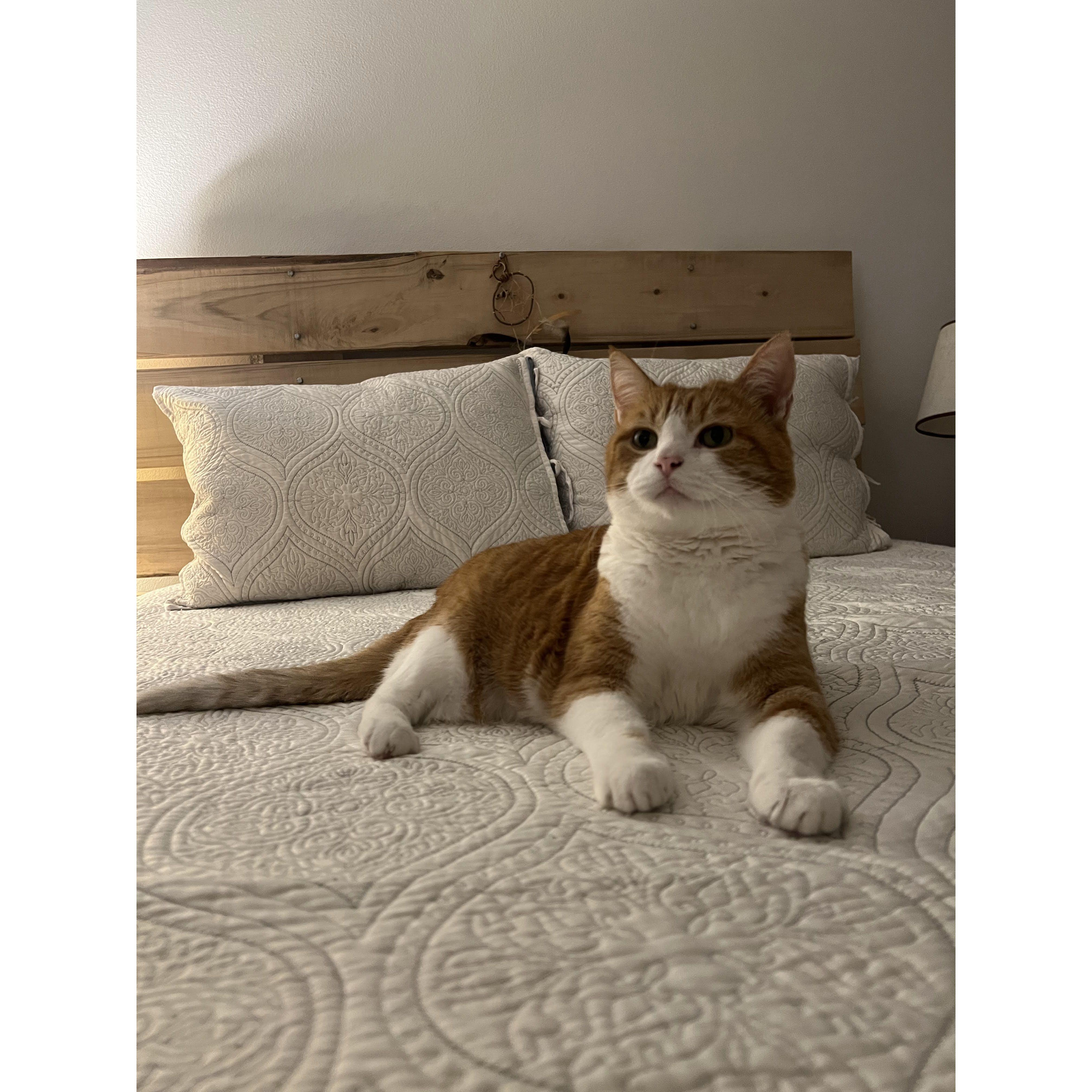 Our sweet Maggie