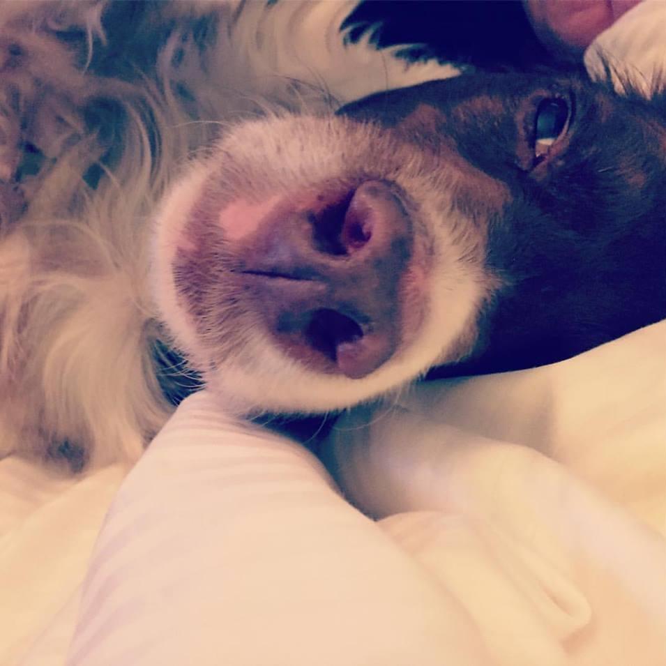 Good morning, Cam! Sweetest brit face ever.