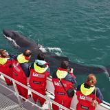 Elding Whale Watching Akureyri