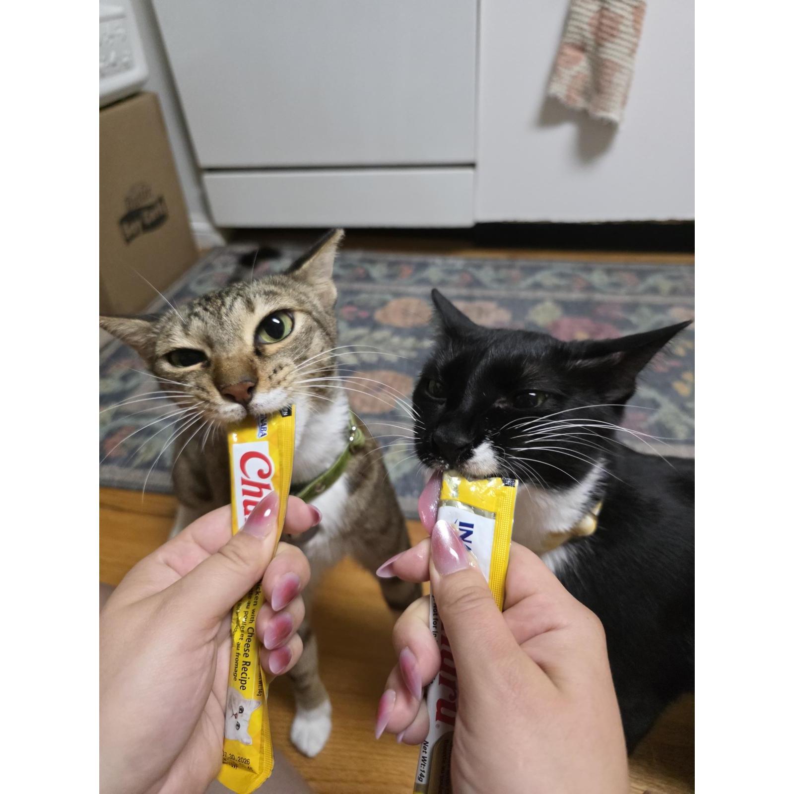 Since then, we've adopted a second kitty - miss Ivy! | Depois disso, adotamos uma segunda gatinha: Ivy!