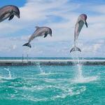 DOLPHINS PUNTA CANA