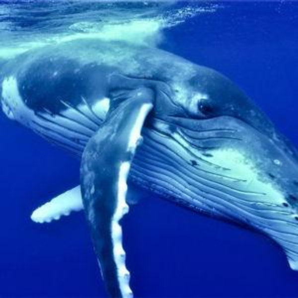 Whale Watching On Our Honeymoon