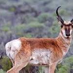 Pronghorn Exotic Hunt