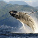 Whale Watching