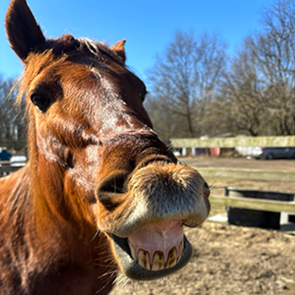 Year's Supply of Horse Treats