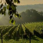 Vineyards, Breweries, Distilleries