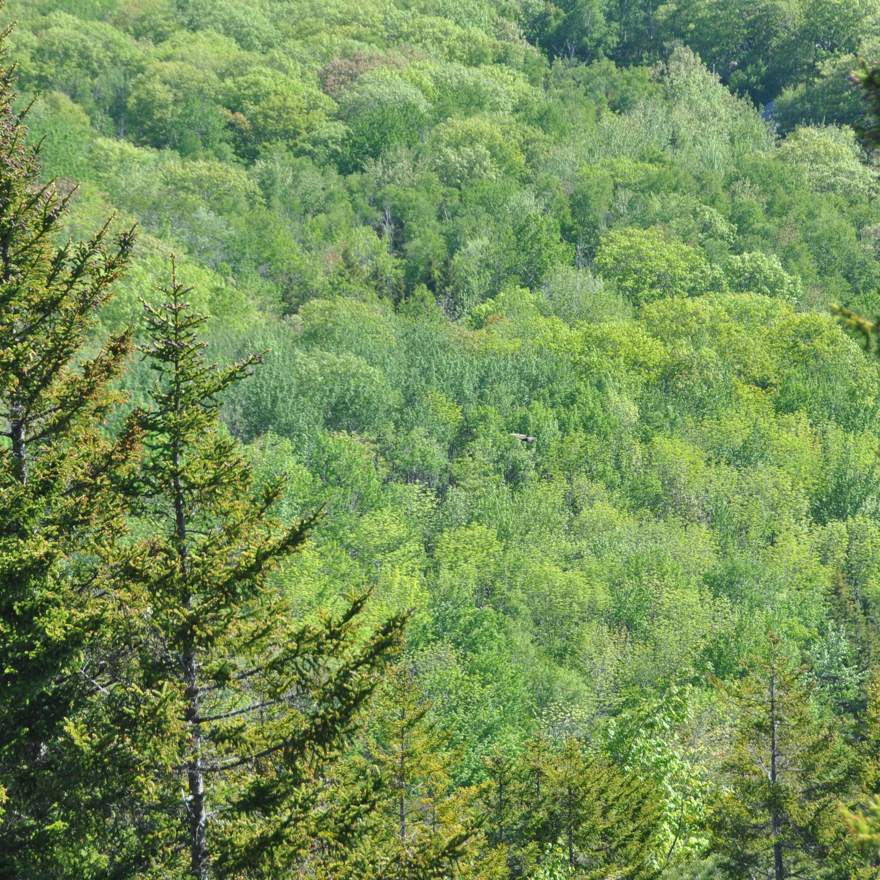 From the top of Beehive