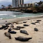 La Jolla Cove