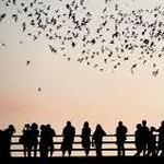 Bats Across Texas