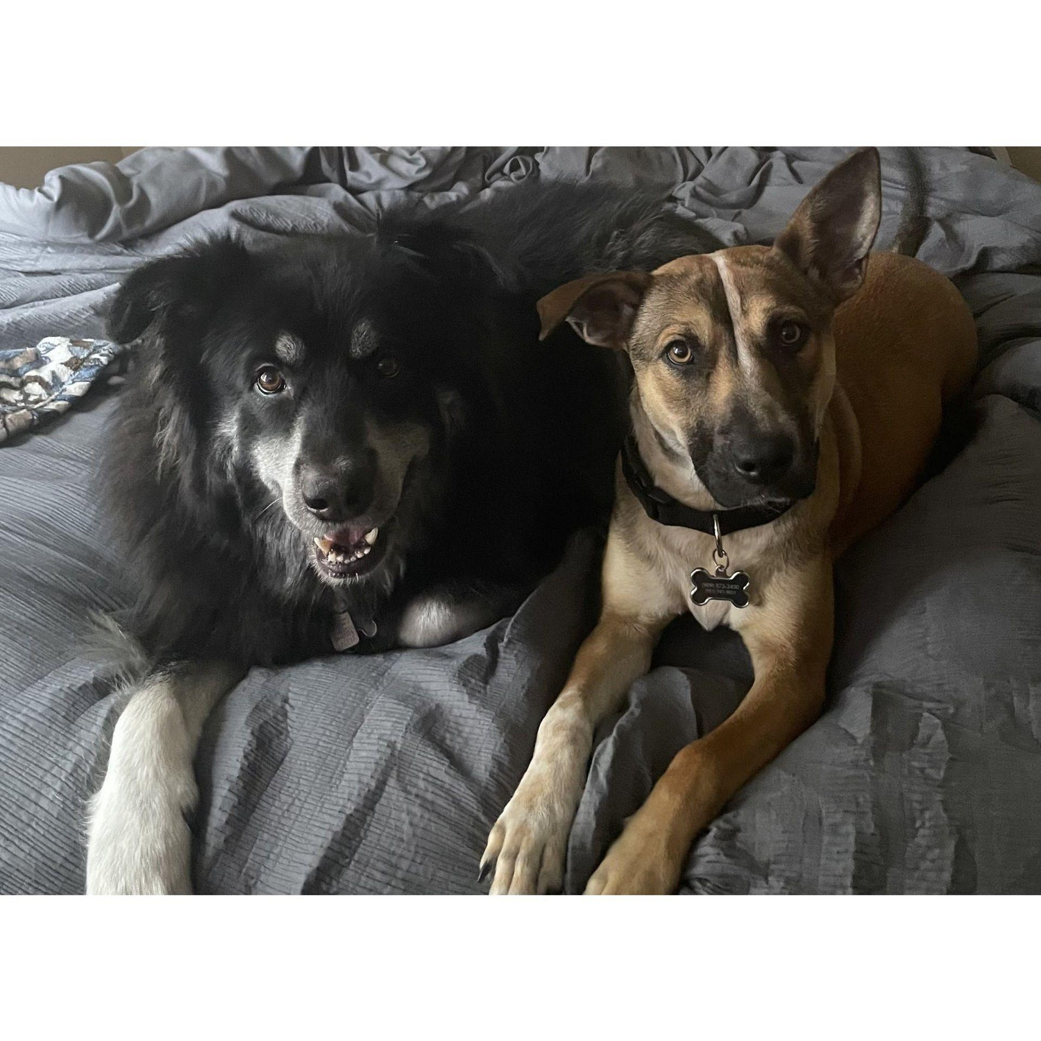 Our babies