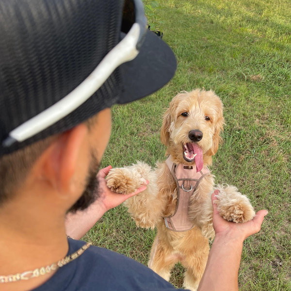 Year's Supply Of Pet Treats
