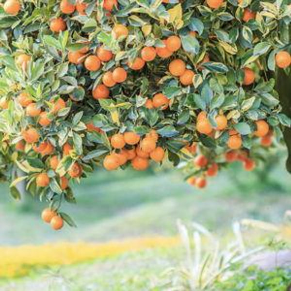 Fruit Trees for our Home Garden
