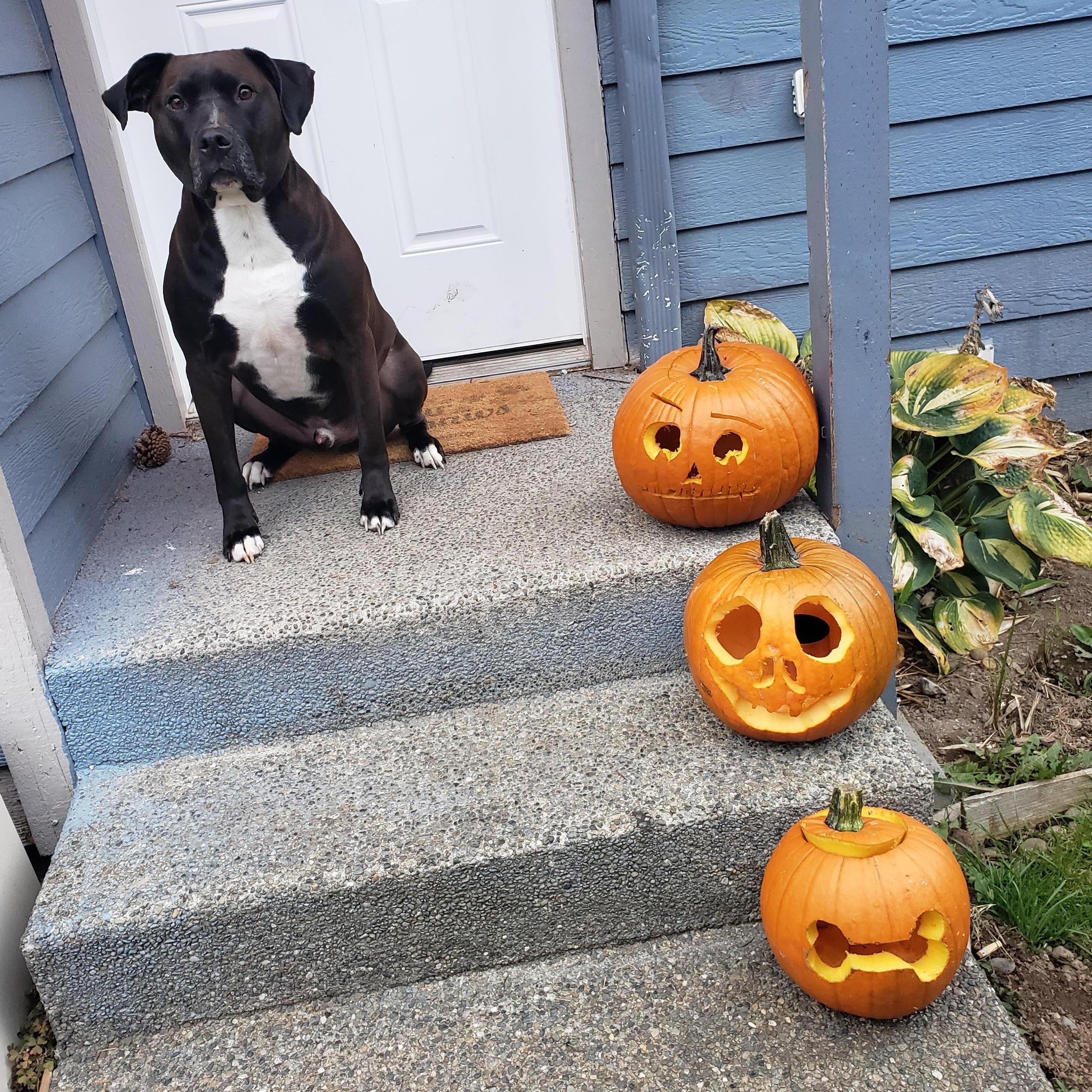 Family pumpkins with Clifford 2019