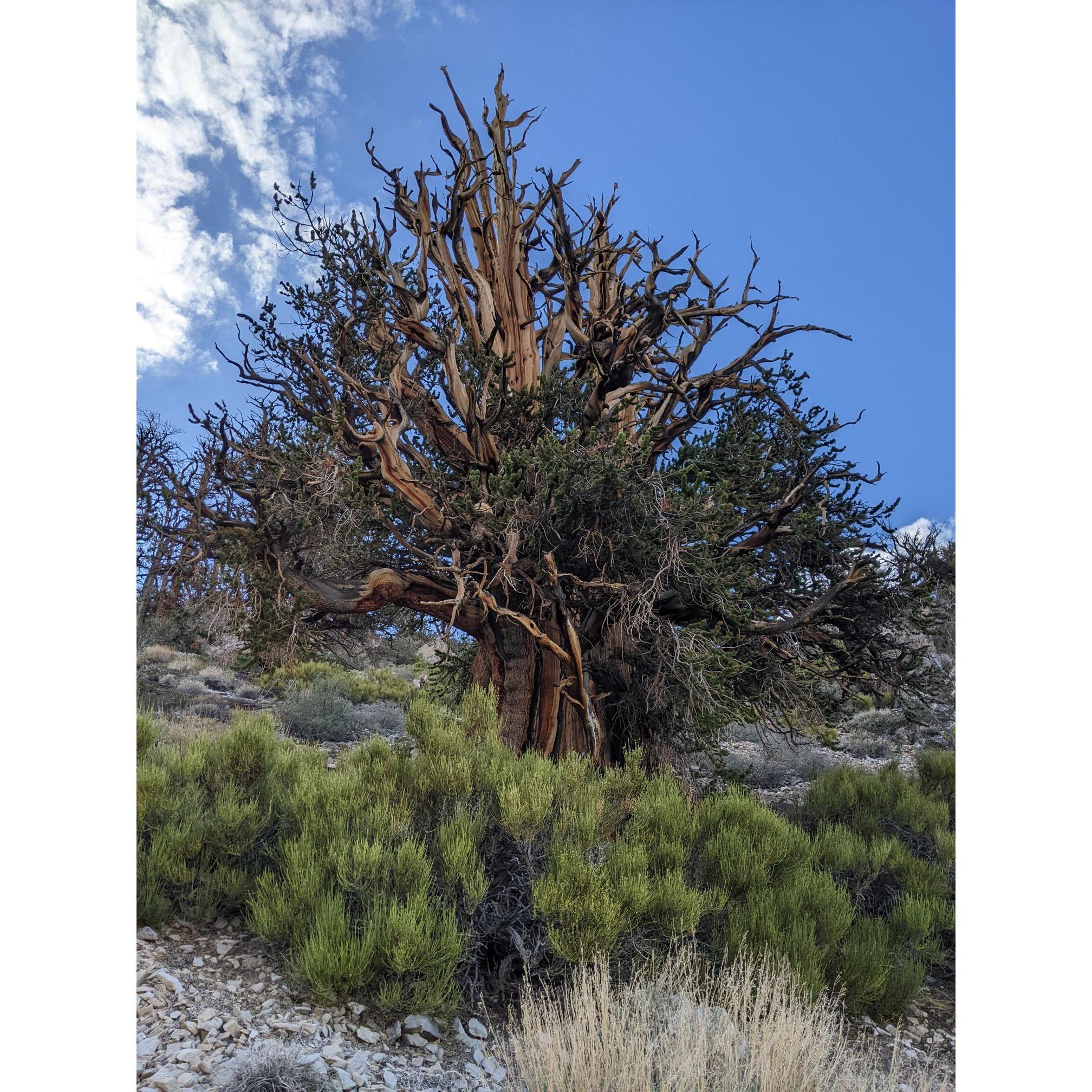 Bristlecone Pine +4000 years old!