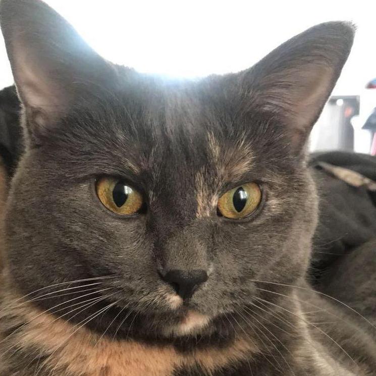 Our kitten, Lucy. Adopted in 2016 and hasn't stopped causing trouble since.