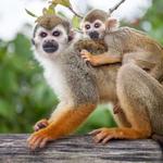Monkey Land
