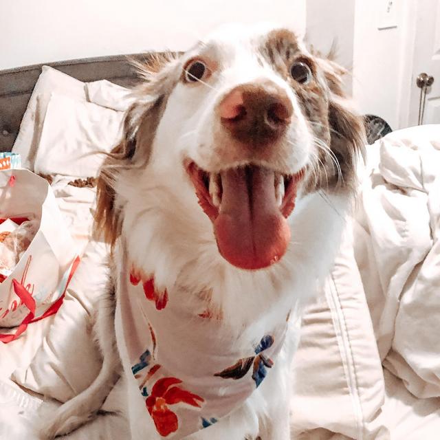 Dog Sitting During the Wedding