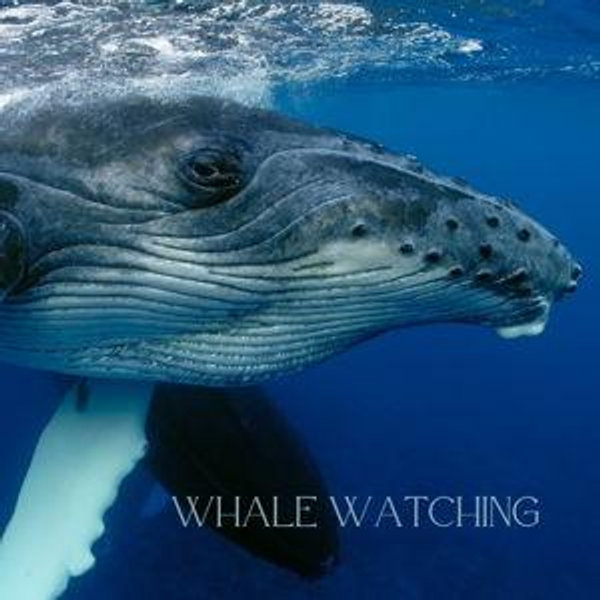 whale watching