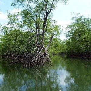 Rio Sierpe Mangrove Eco Tour (Honeymoon Excursion)