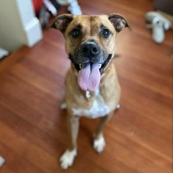Year's Supply Of Pet Treats for Honey