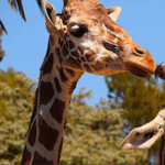 Oakland Zoo