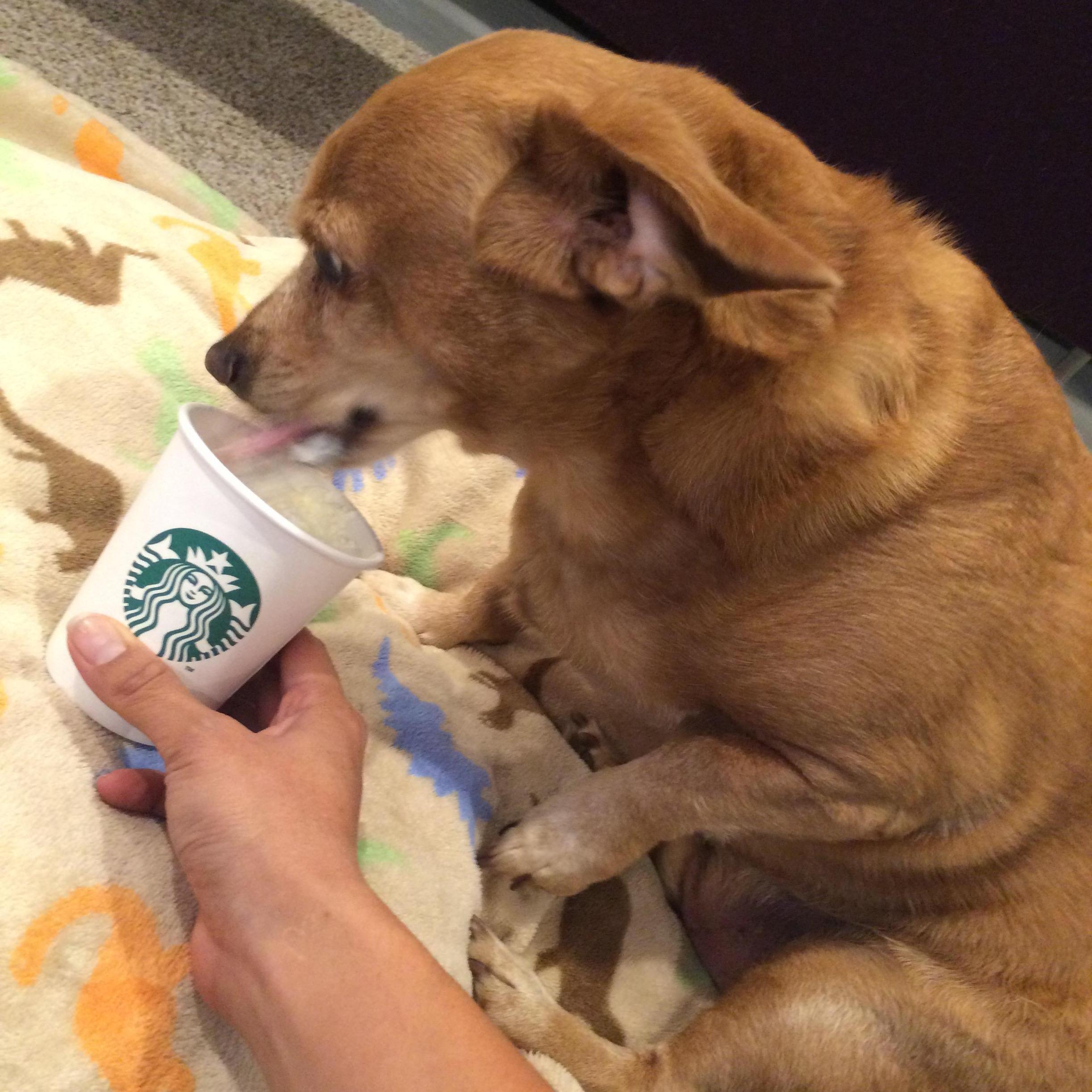 Puppuccino for Buddy Lee