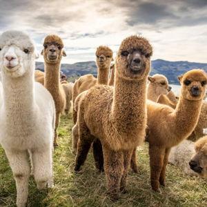 A 32-acre Alpaca Farming in Golden Bay Experience