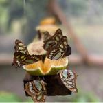 * A la Carte * “Triple Delight” Chocolate, Butterfly & Waterfall Tour