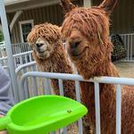 Winchester Creek Farm