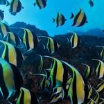 Manta Scuba