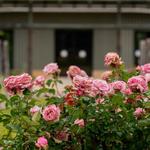 The Gardens at Texas A&M University