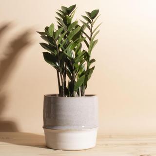 Zanzibar Gem ZZ Plant