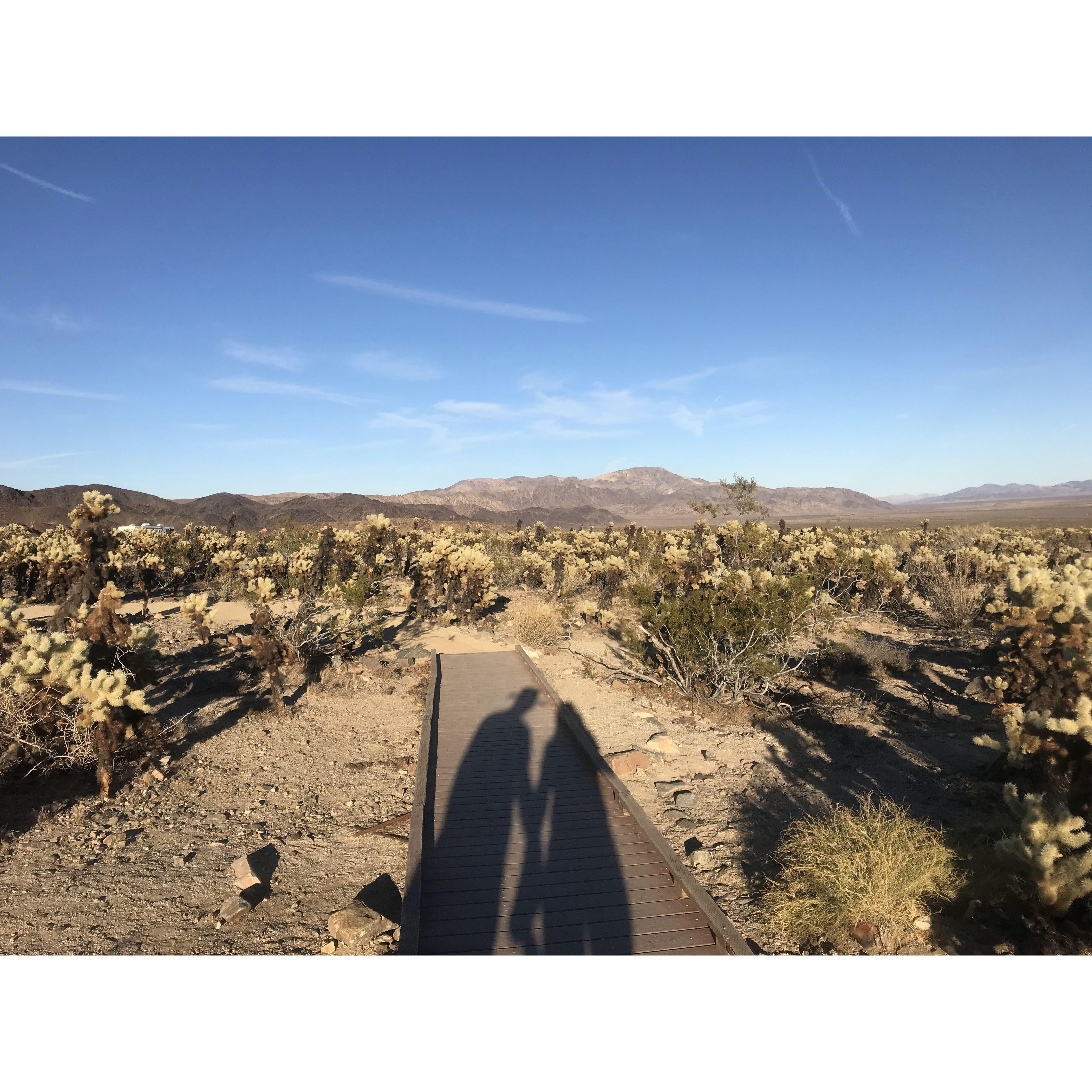 Joshua Tree escape during the pandemic