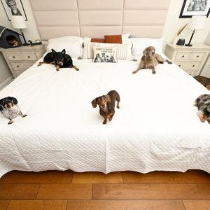 Jen and Tyler need a bigger bed and couch to fit all the dogs Credit/Debit Cards