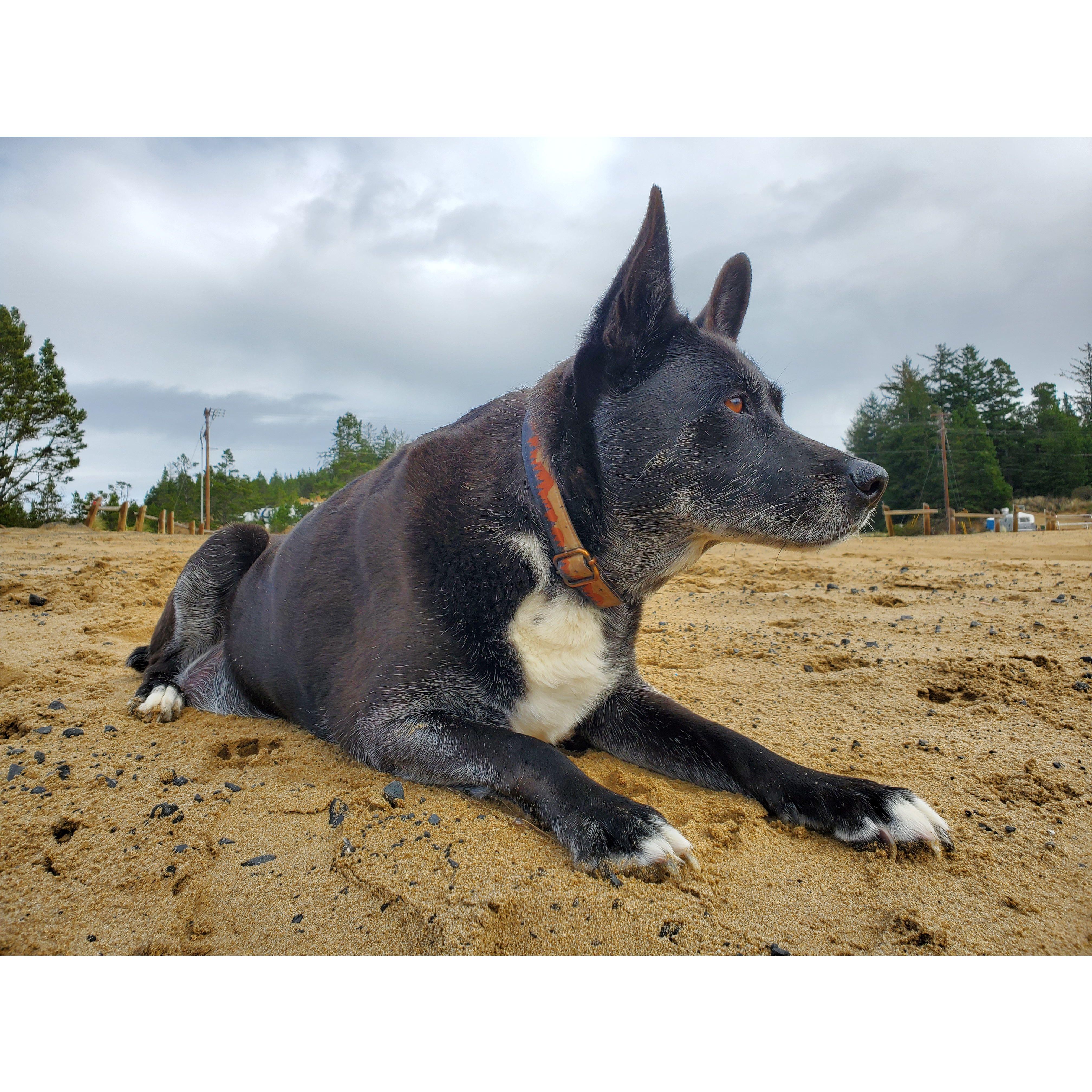 Our oldest dog, Pavo