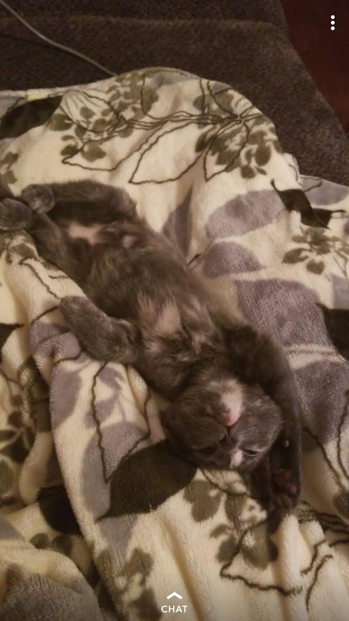Cookie trying to get comfortable...LOL