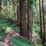 PARKS: The Forest of Nisene Marks State Park
